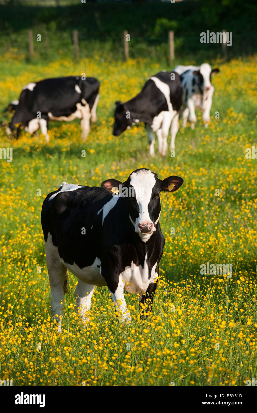 Holstein heifers in an old traditional pasture covered in Buttercups in early summer Cumbria Stock Photo