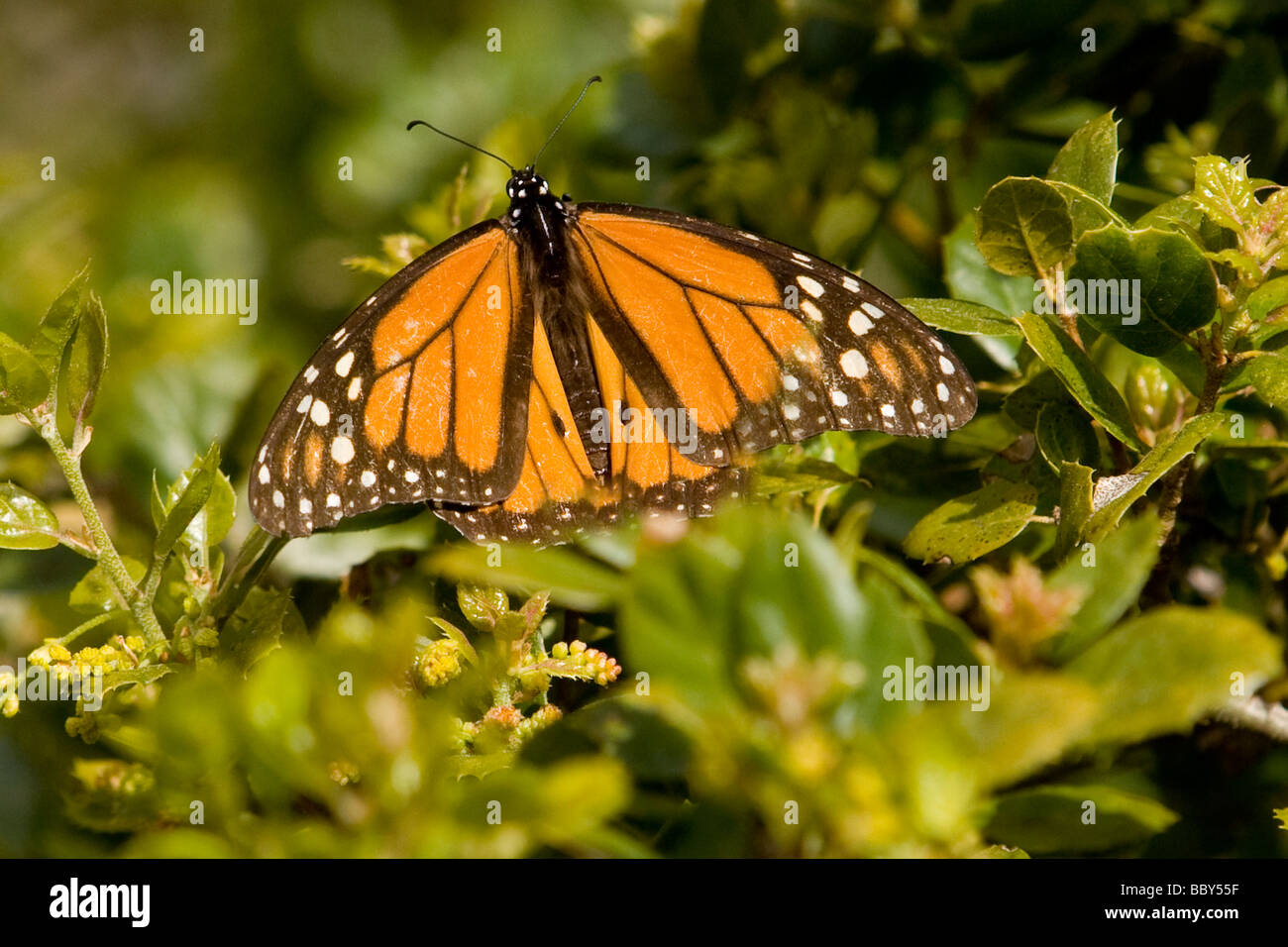Monarch Butterfly Pacific Grove, California Stock Photo Alamy