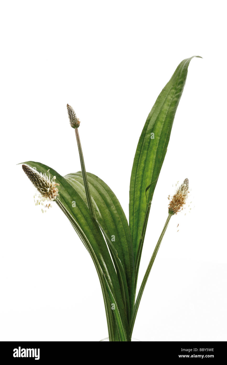 English Plantain (Plantago lanceolata) Stock Photo
