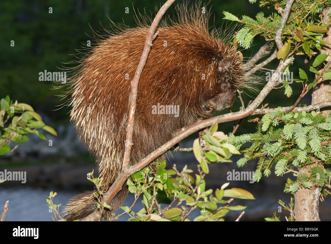A porcupine resting on a branch Stock Photo