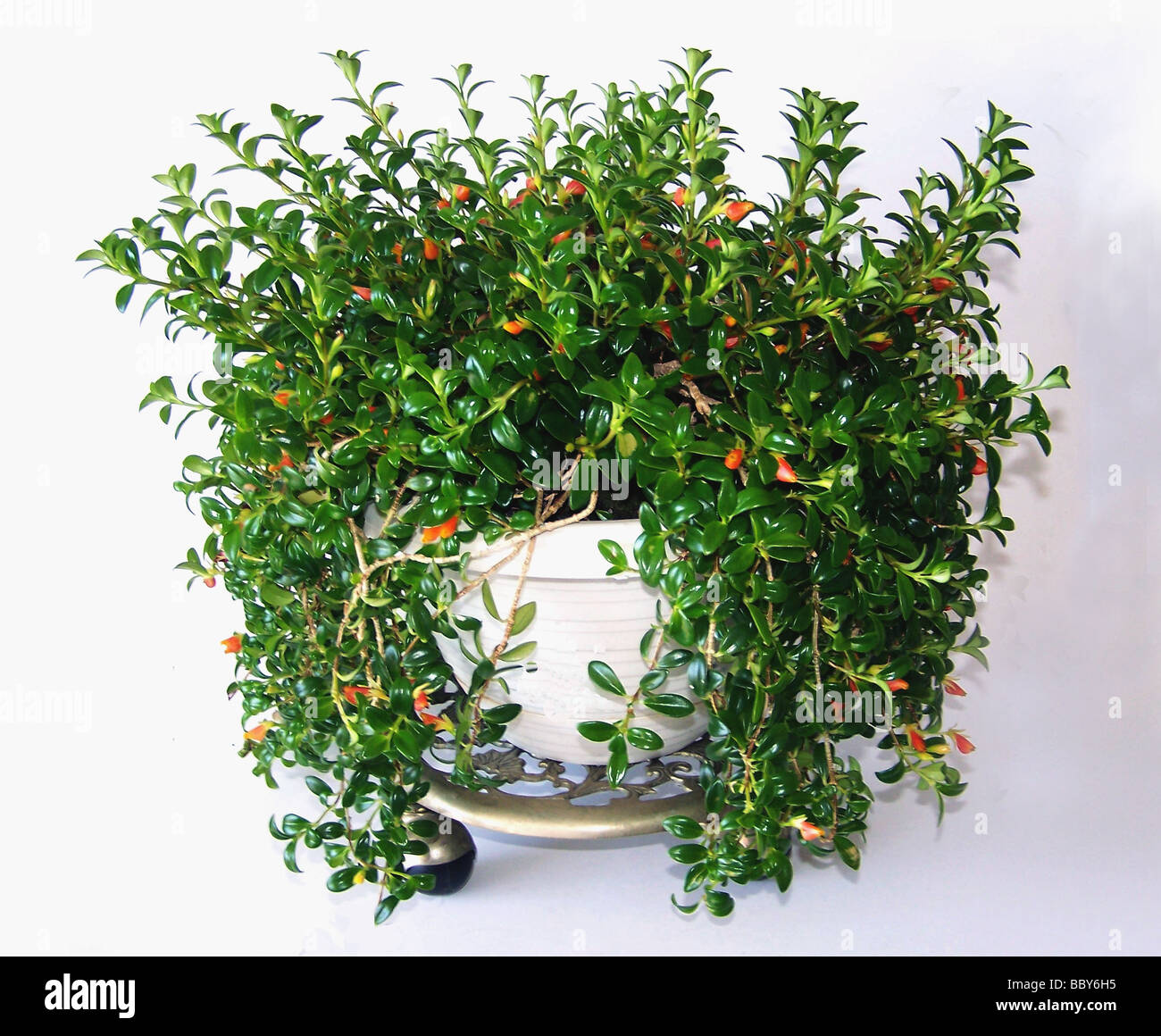 Goldfish house plant is a flowering plant from the family Columnea Gesneriaceae. Stock Photo