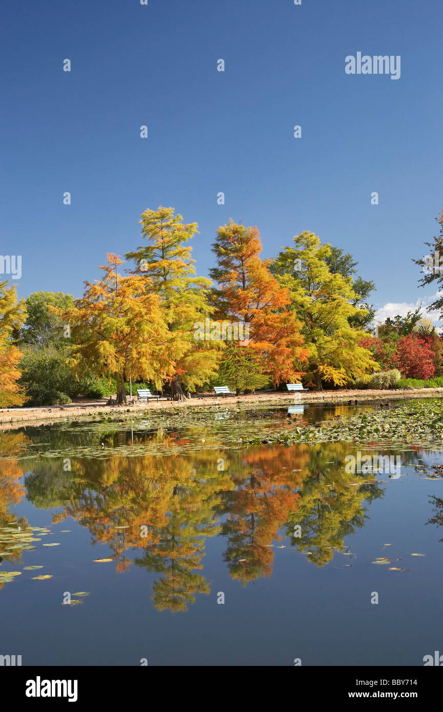 Autumn Colour Reflected in Nerang Pool Commonwealth Park Canberra ACT Australia Stock Photo
