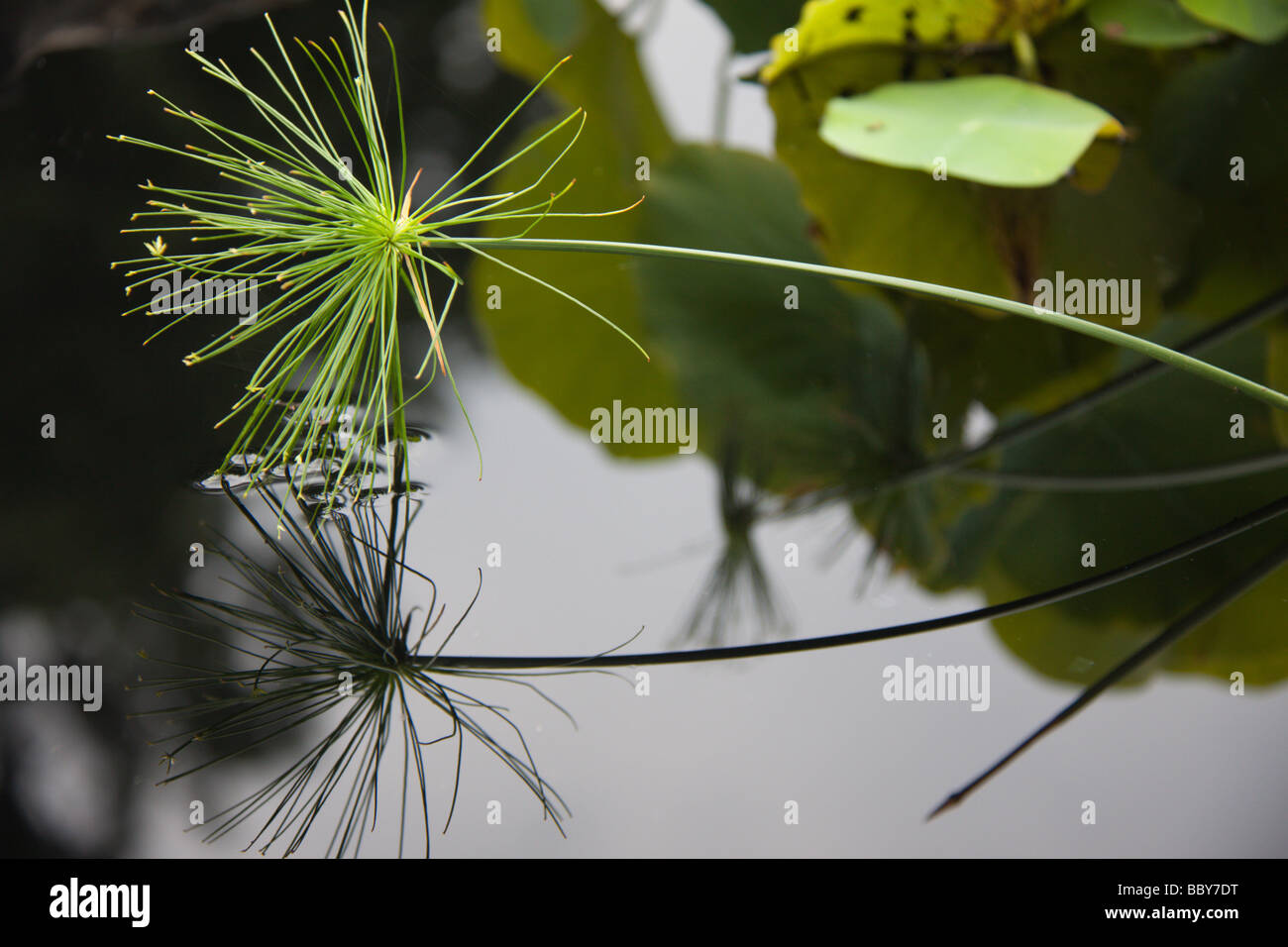 Water plants reflected in a pool at Duke Gardens, Durham NC USA Stock