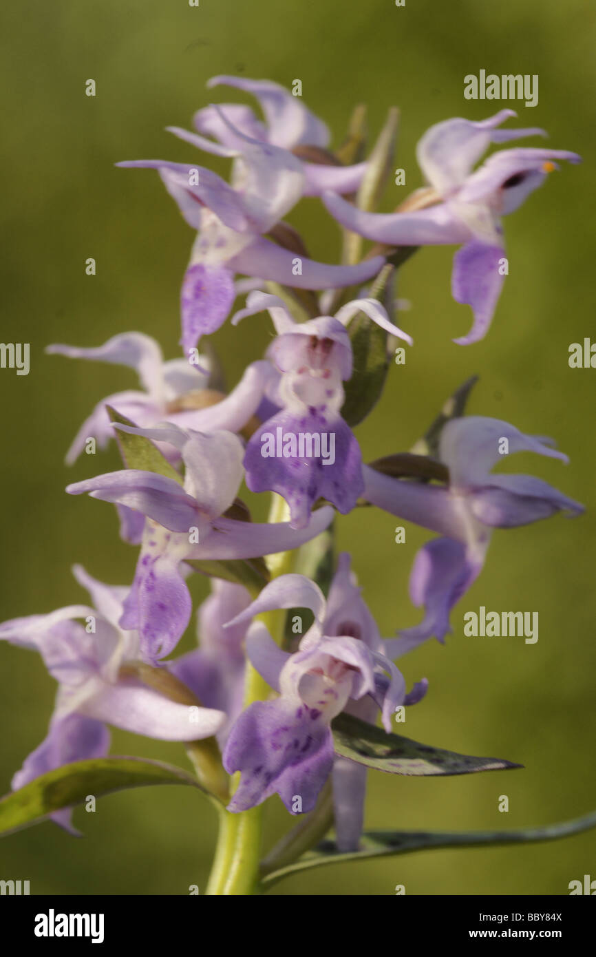 Orchid family (Dactylorhiza aristata) Stock Photo