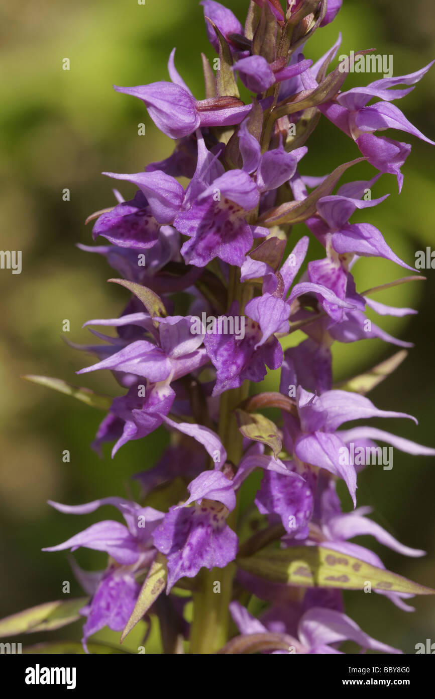 Orchid family (Dactylorhiza aristata) Stock Photo