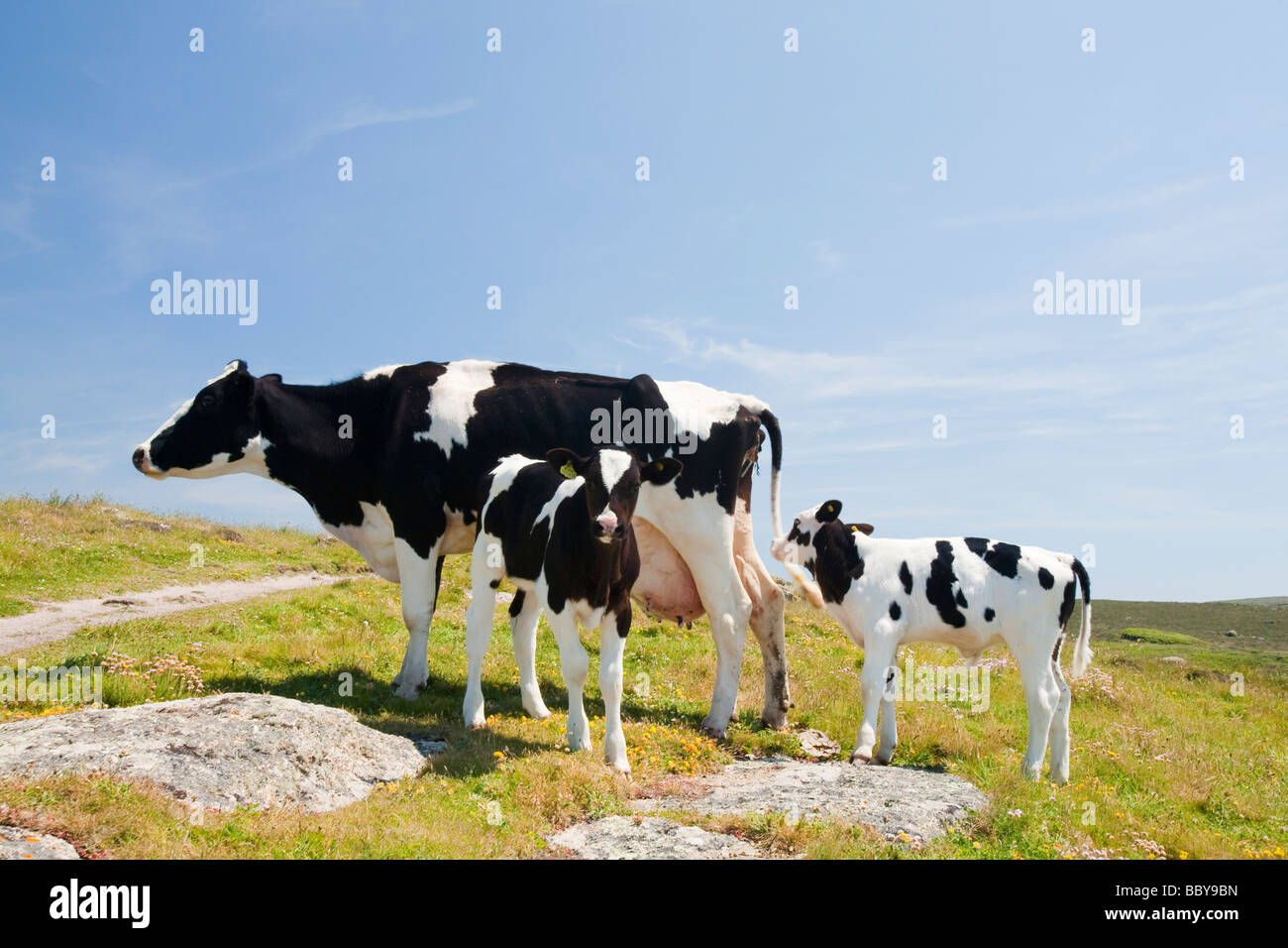 A cow and calves in West Cornwall UK Stock Photo