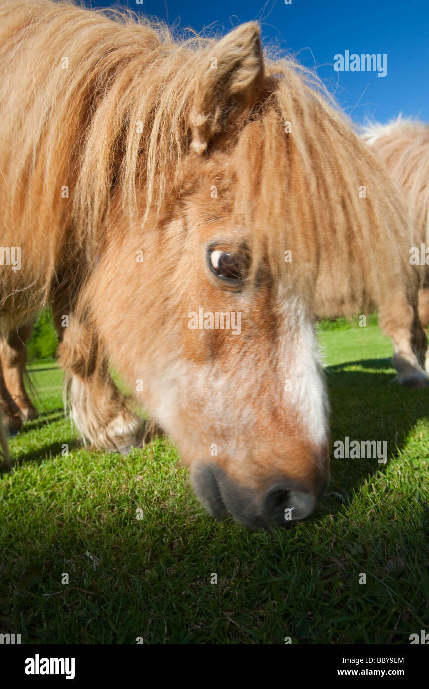 A miniature Shetland pony grazing in a field in Berrynarbor North Devon UK Stock Photo