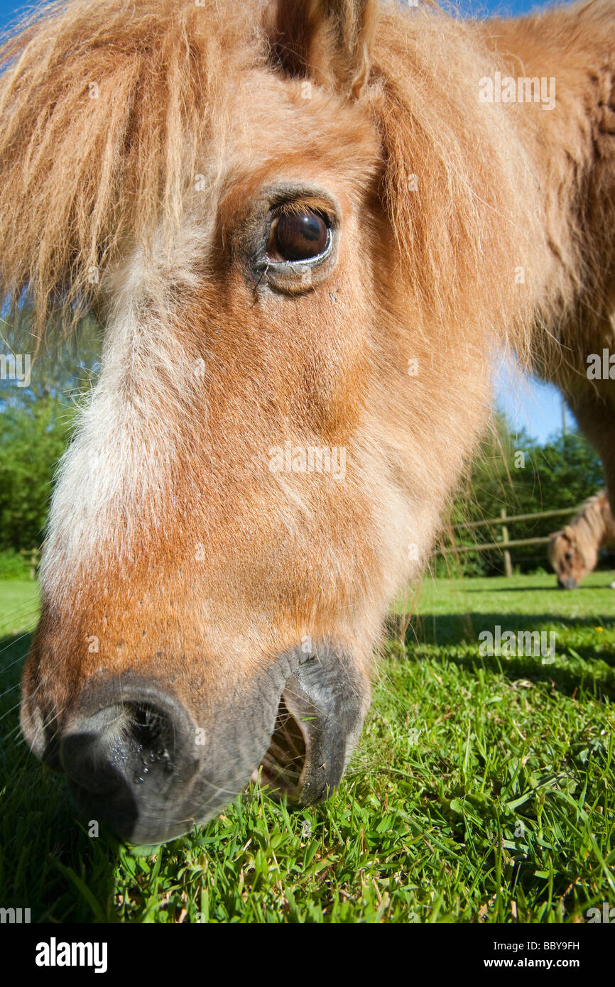 Miniature shetland pony hires stock photography and images Alamy