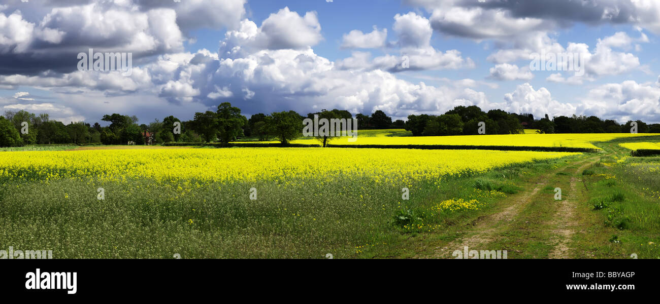 A field of oil seed rape Stock Photo - Alamy