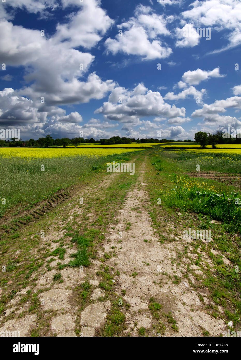 oil seed rape field crop agriculture land farm Stock Photo