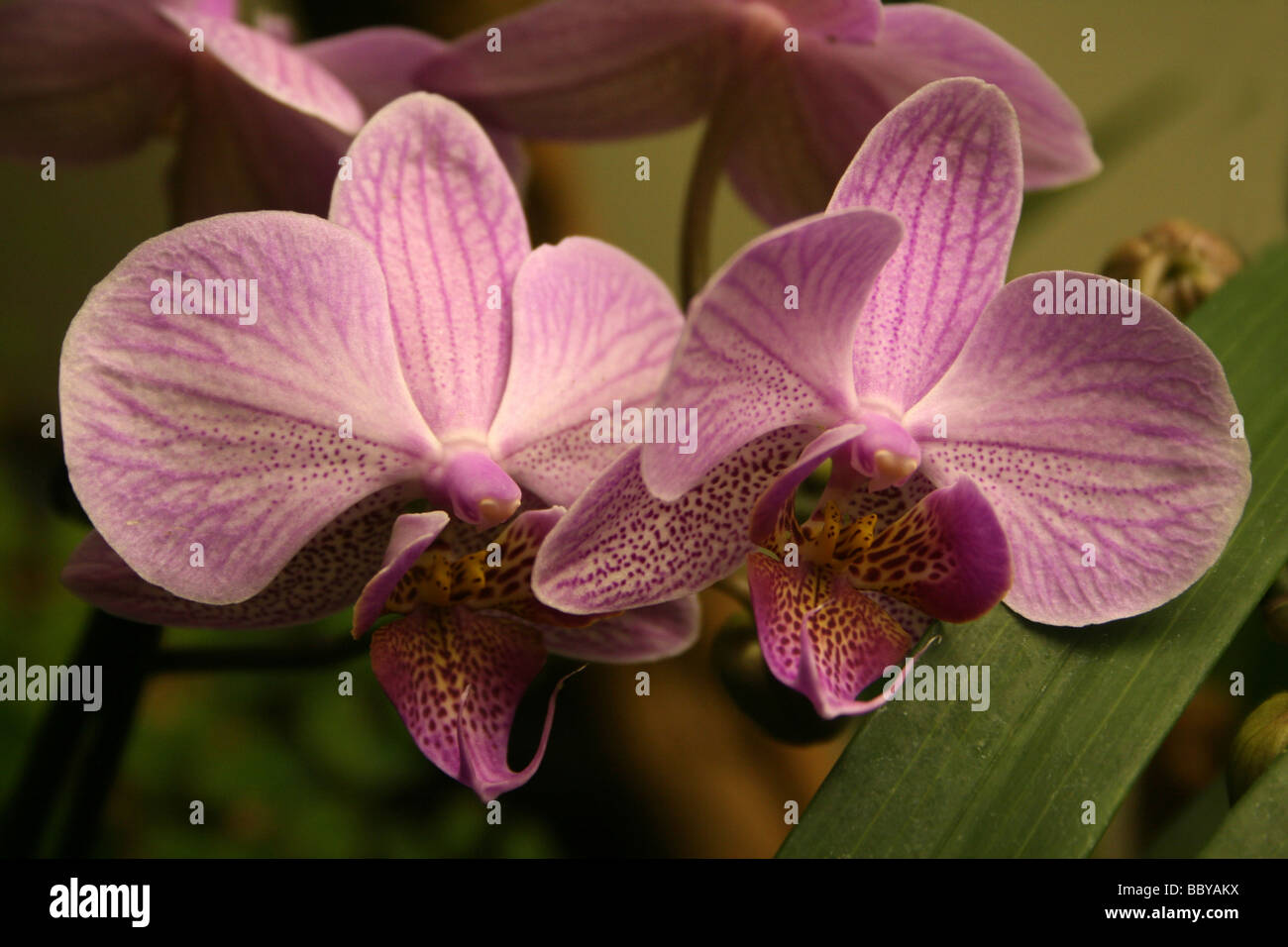 Moth Orchid Phalaenopsis Hybrid Stock Photo