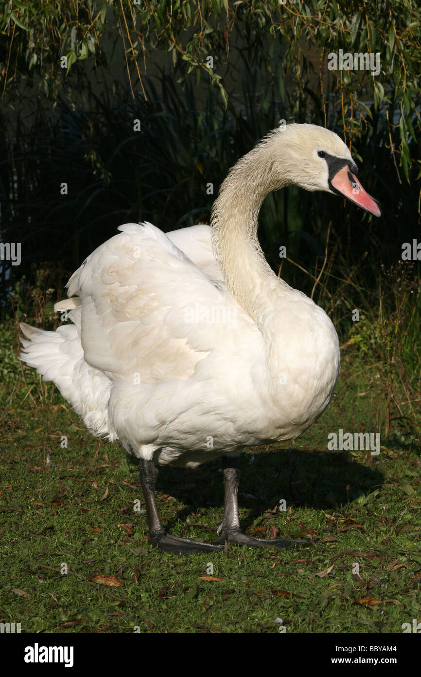 Portrait Of Mute Swan Cygnus olor With Ruffled Feathers Stock Photo