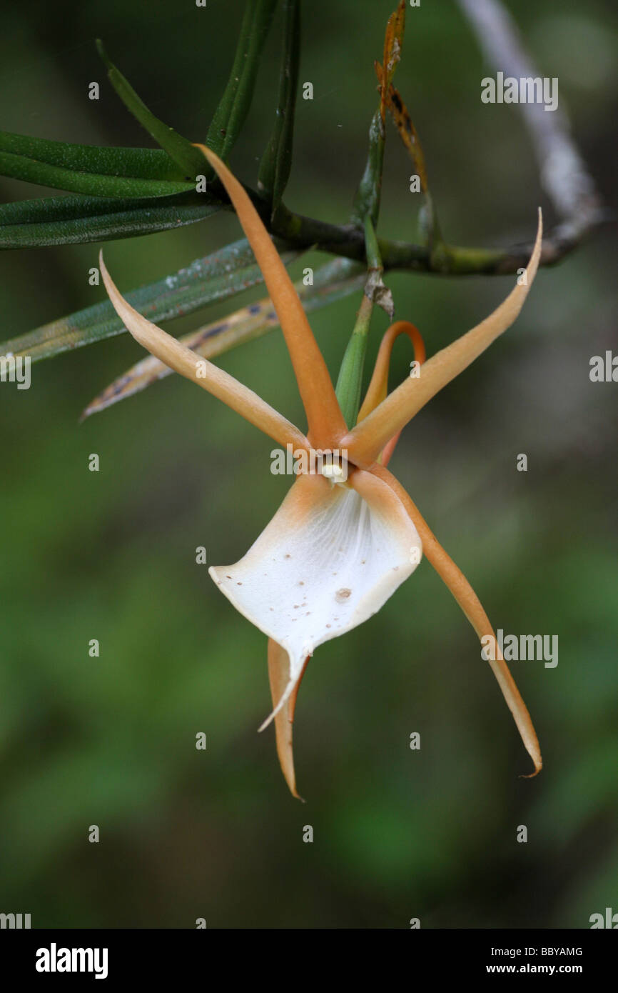 Orchid Angraecum viguieri Taken In Parc À Orchidees, Andasibe-Mantadia National Park, Madagascar Stock Photo