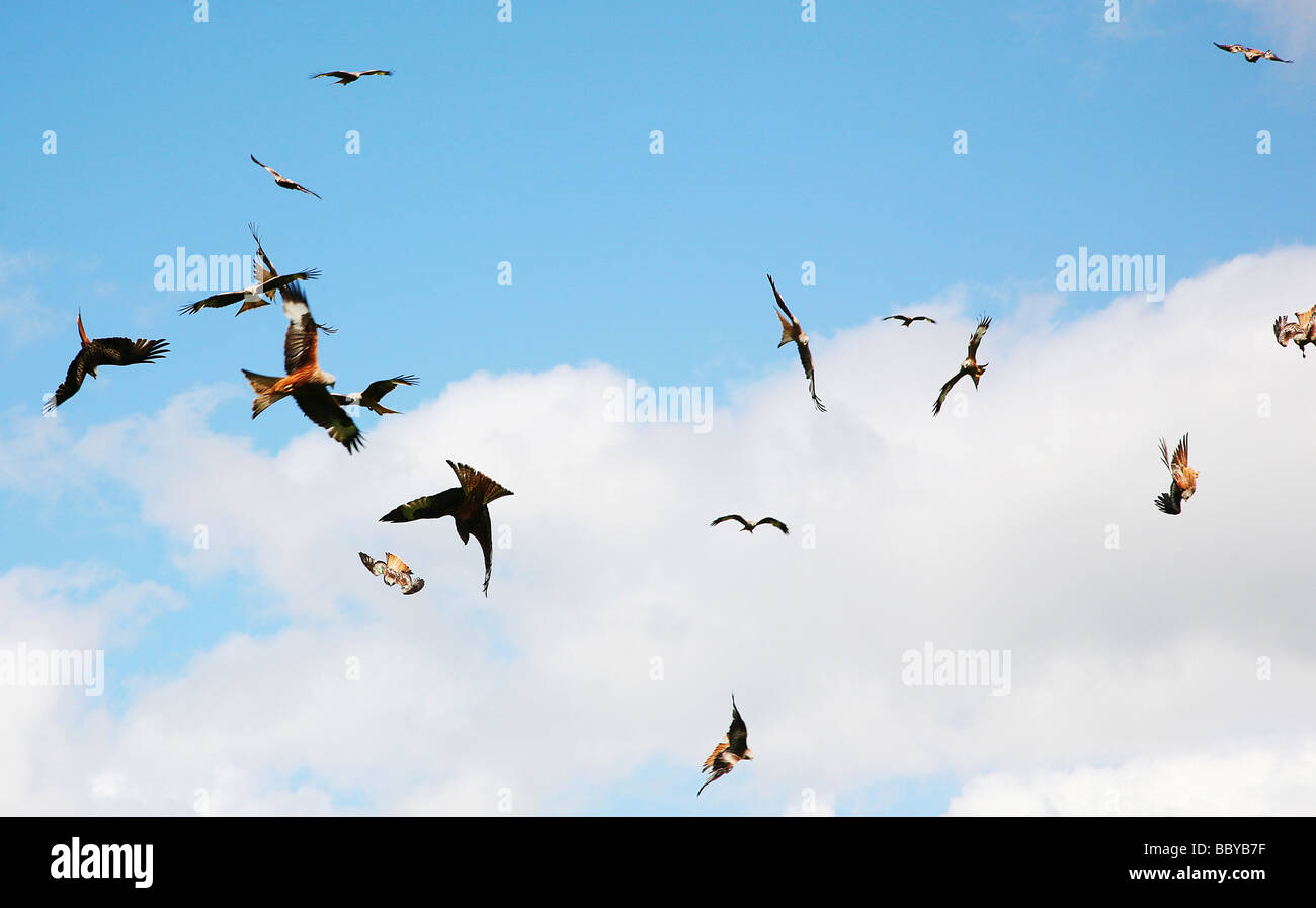 Red kite feeding station hires stock photography and images Alamy