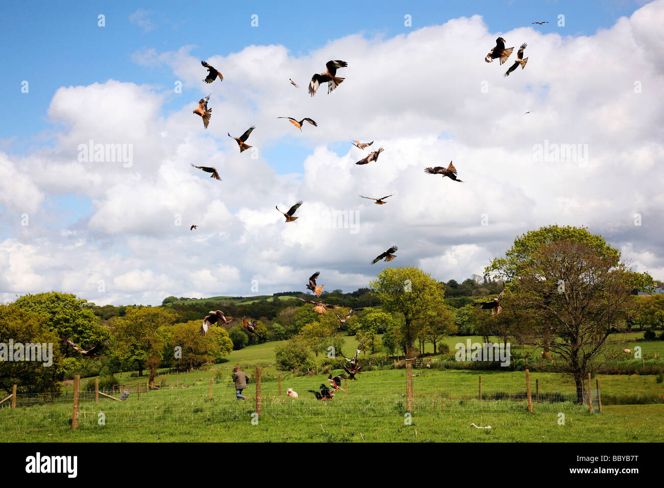 Red Kites flock to feed at The Black Mountain Red Kite Feeding Station