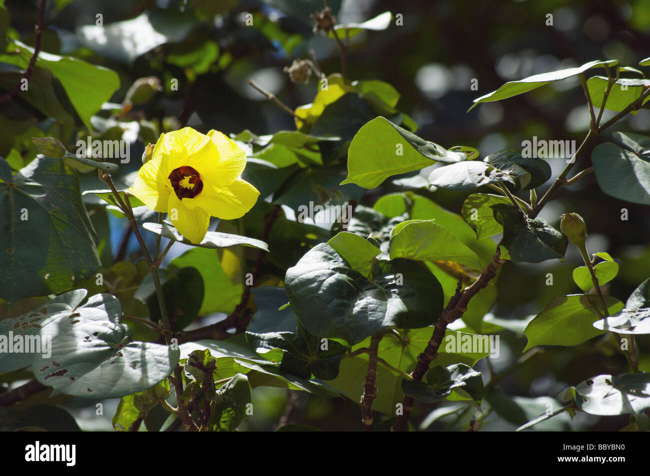 Yellow hau Hibiscus tiliaceus Kauai HI Stock Photo
