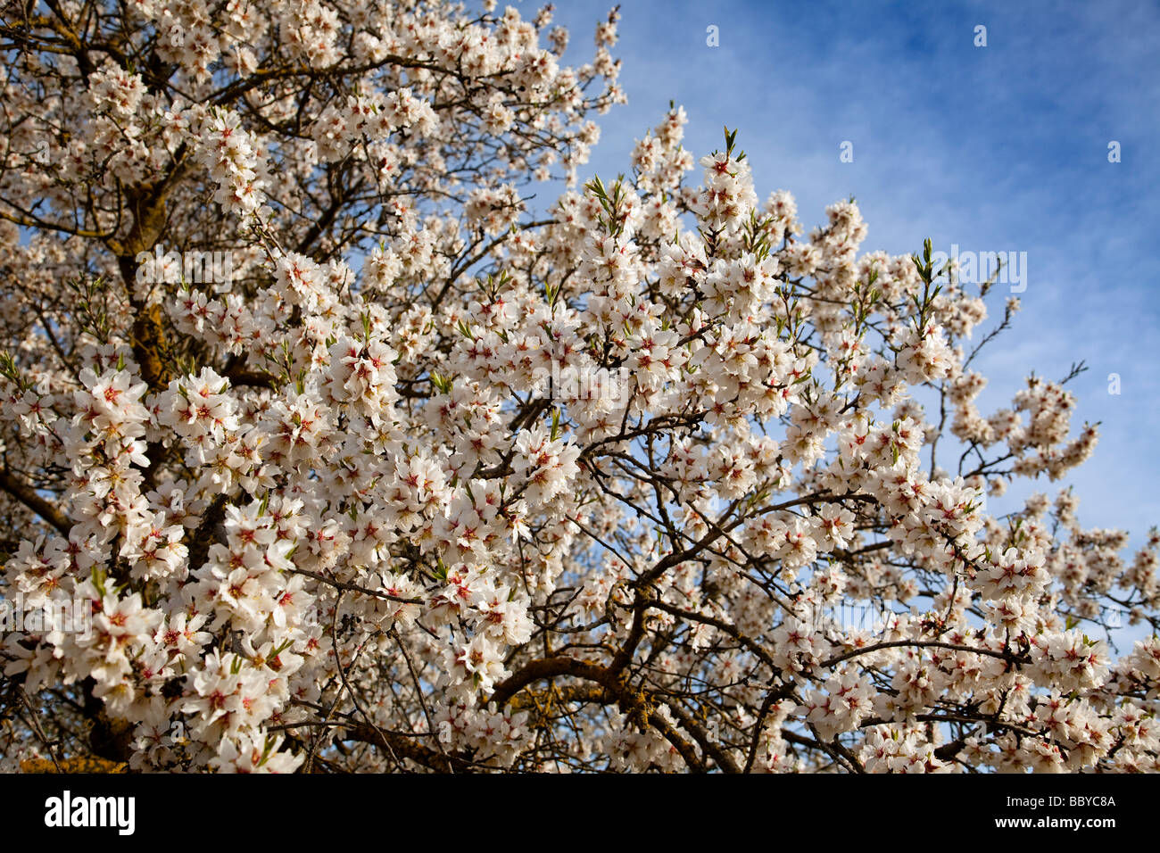 Almendro en flor Almond blossom Stock Photo