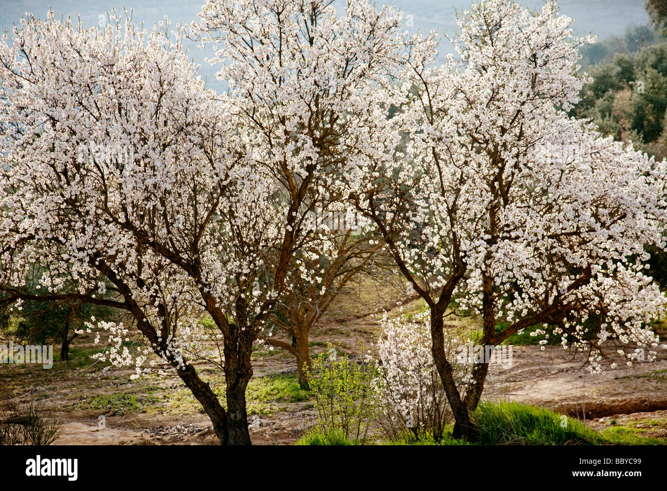 Almendro en flor Almond blossom Stock Photo