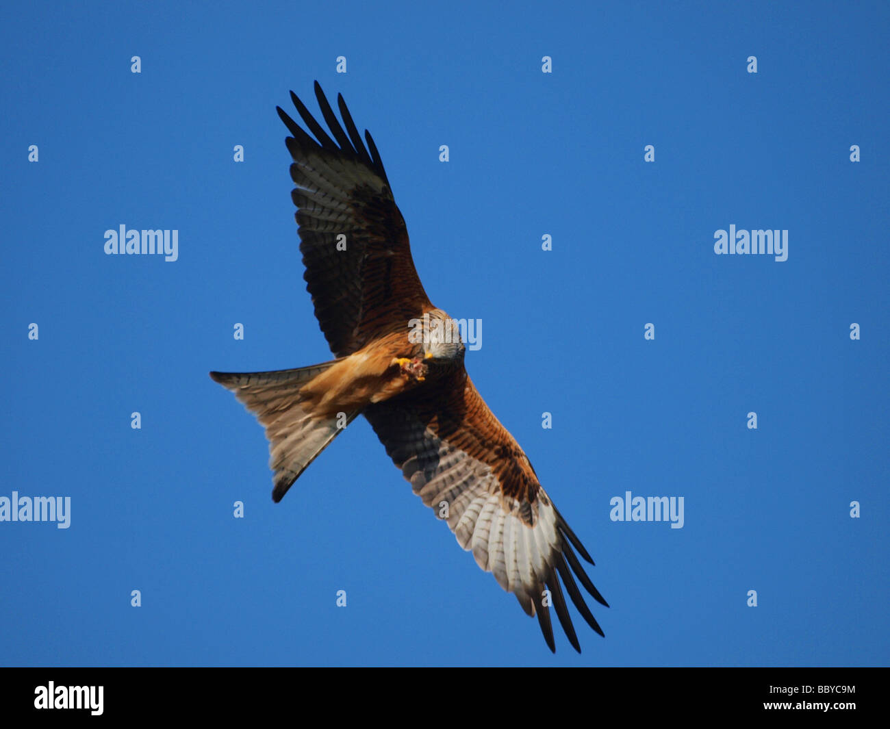 Red kite feeding station hires stock photography and images Alamy