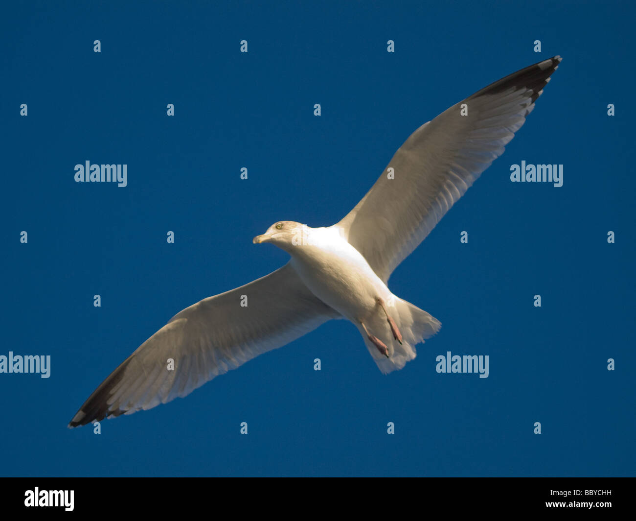 Herring Gull in Flight Stock Photo Alamy