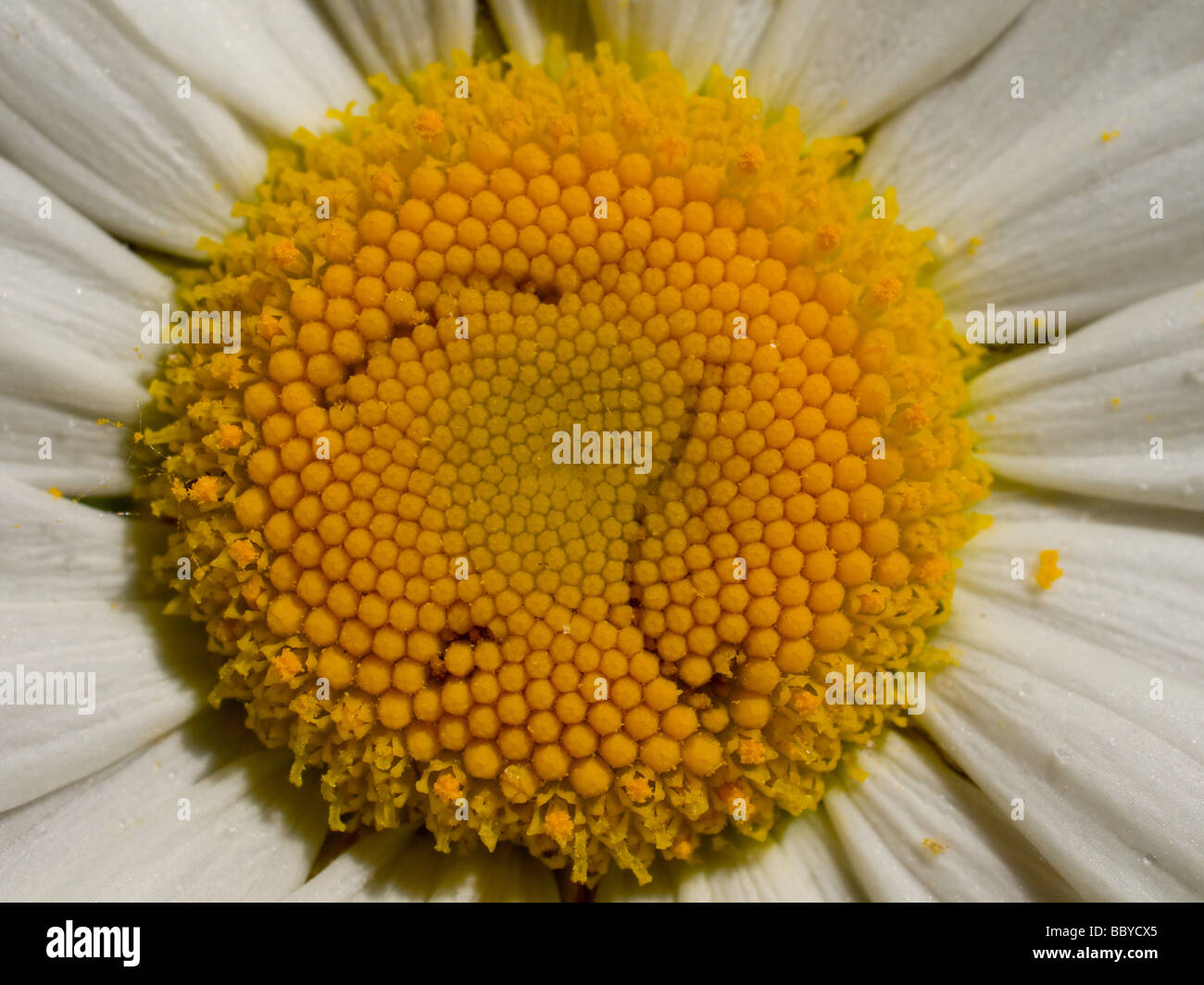 Daisy, Daisy, Show your pollen do..... Stock Photo
