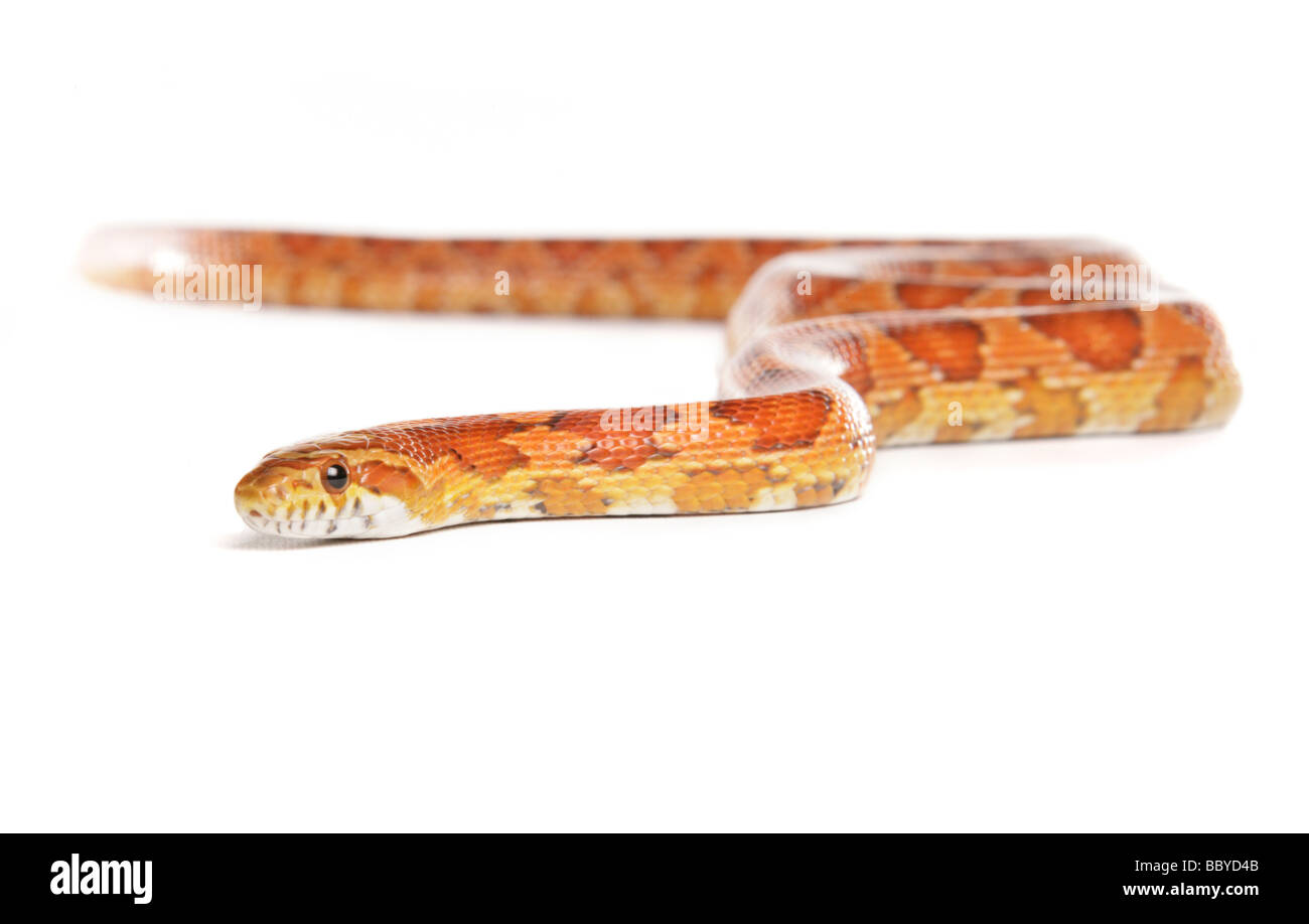 Milk Snake Lampropeltis triangulum portrait in a studio Stock Photo
