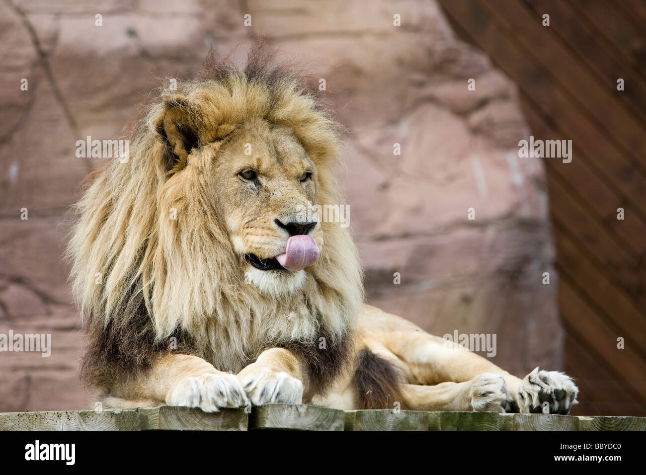 Lion pic hi-res stock photography and images - Alamy
