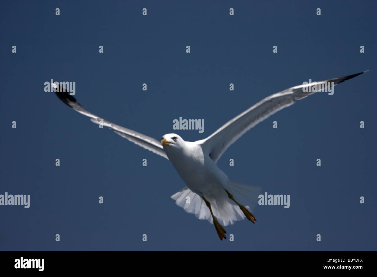 flying gull Stock Photo