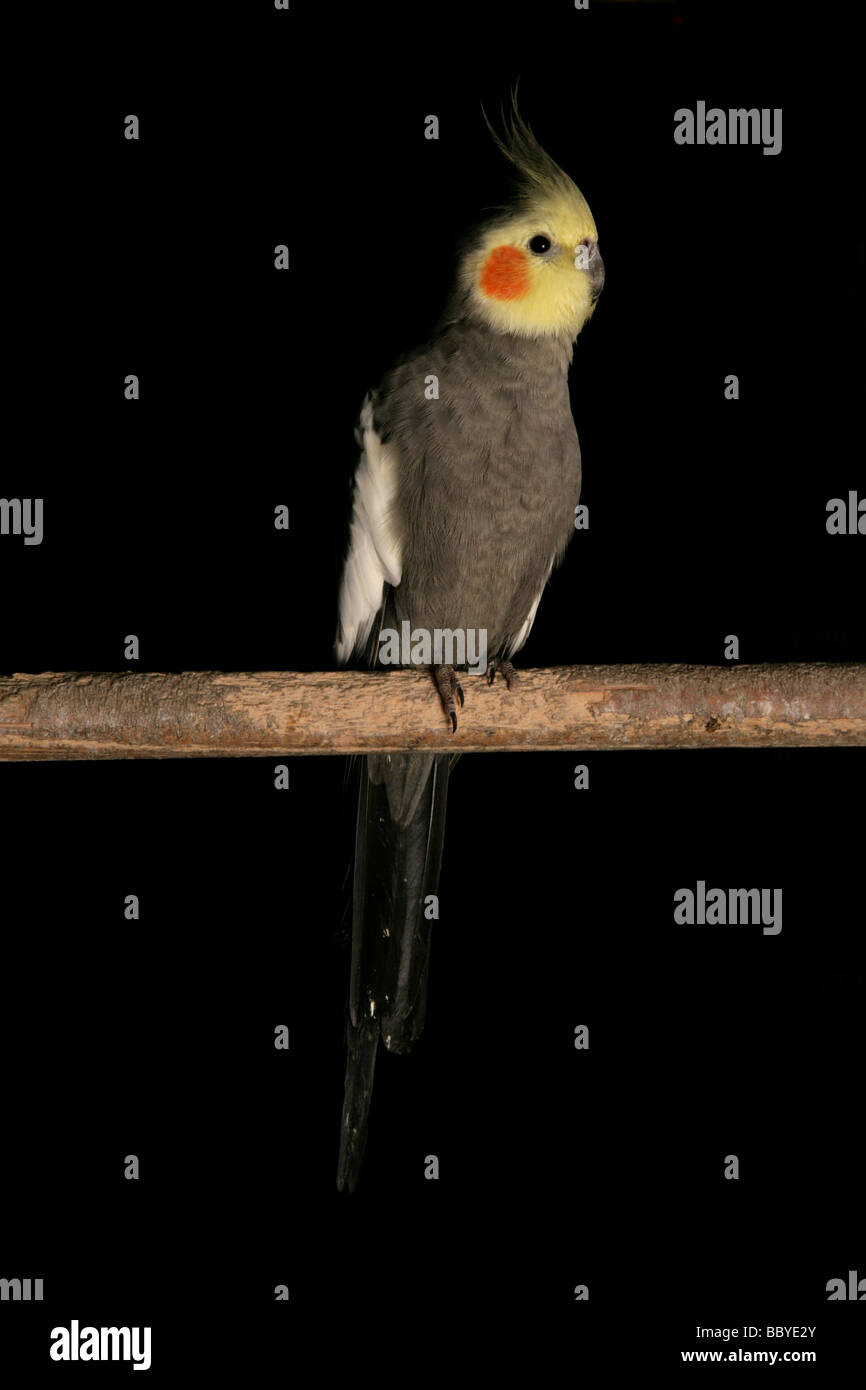 Nymphicus hollandicus hi-res stock photography and images - Alamy
