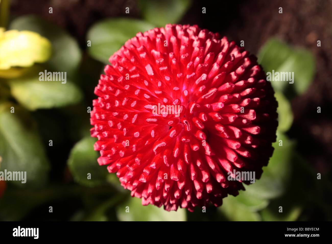 Garden flowers. Stock Photo