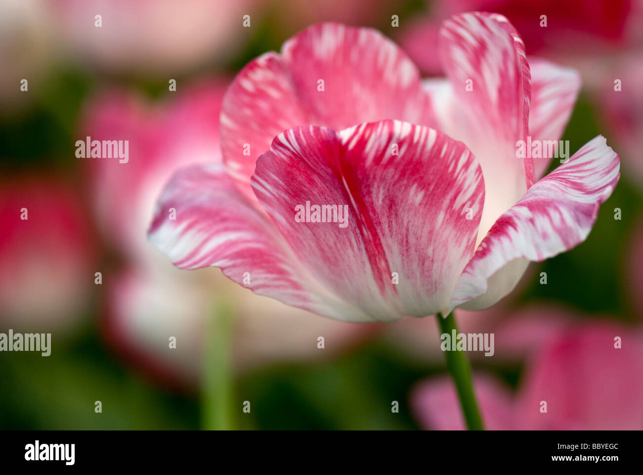 Triumph Tulipa 'Meisner Porzellen' Stock Photo