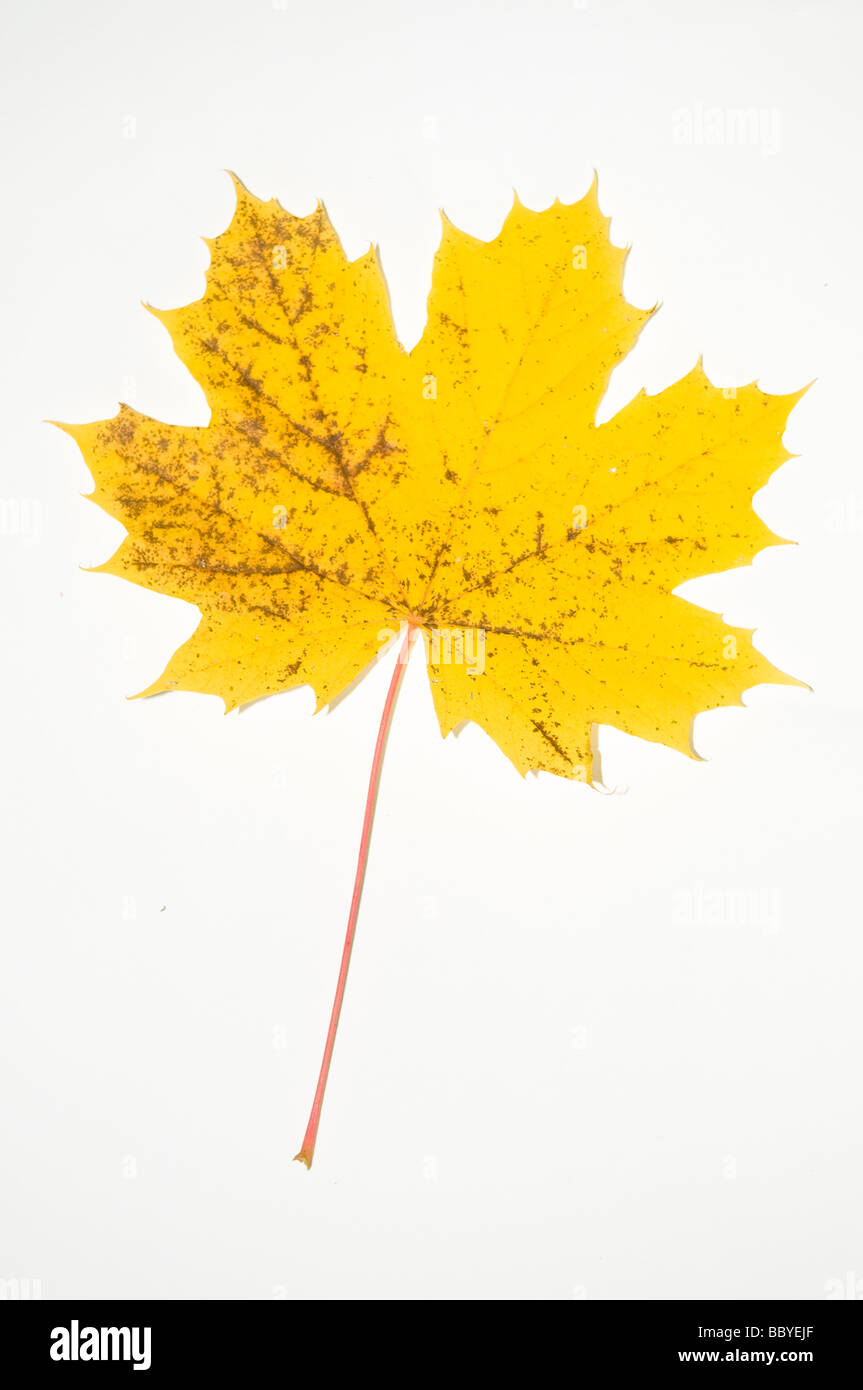 Beautiful fallen maple leaf hi-res stock photography and images - Alamy