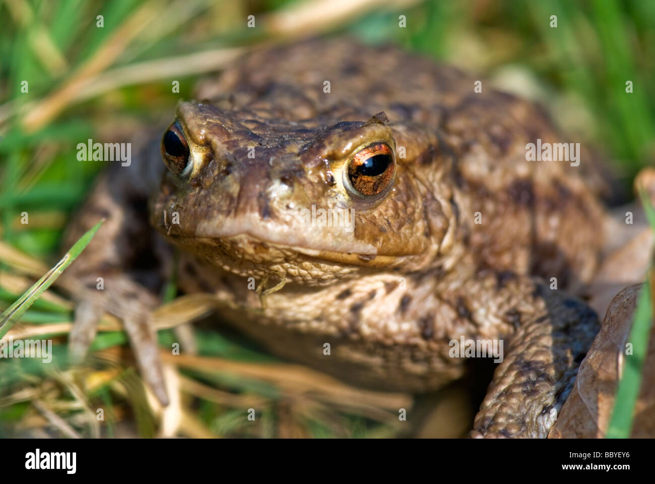 Common toad -Bufo bufo Stock Photo