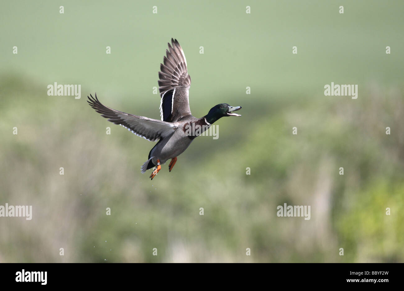 Mallard Anas platyrhynchos male in flight Yorkshire spring Stock Photo