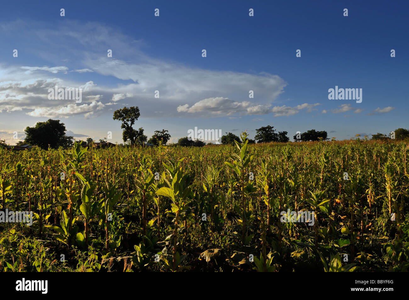 Tobacco plantation in Malawi Africa Stock Photo