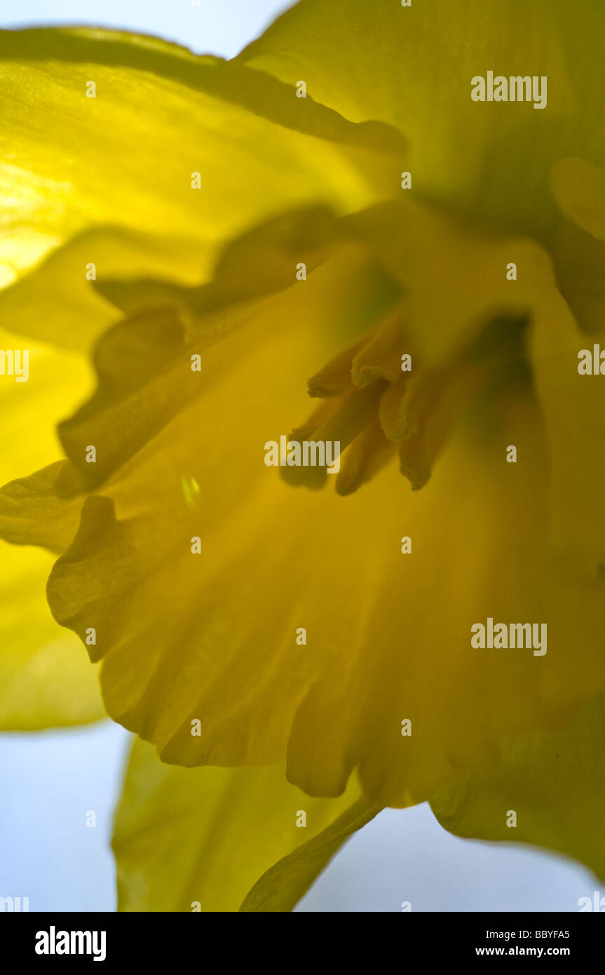 Easter lily closeup Stock Photo Alamy