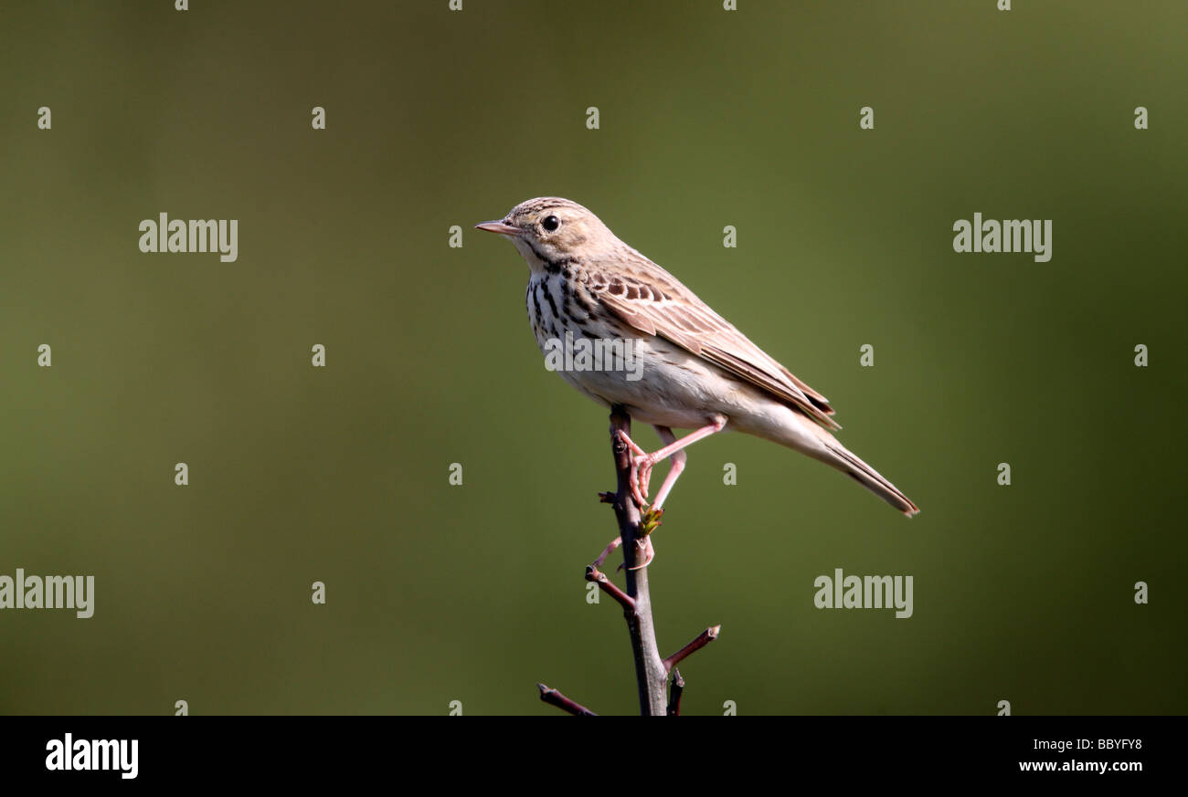 Tree pipit Anthus trivialis North Yorkshire spring Stock Photo