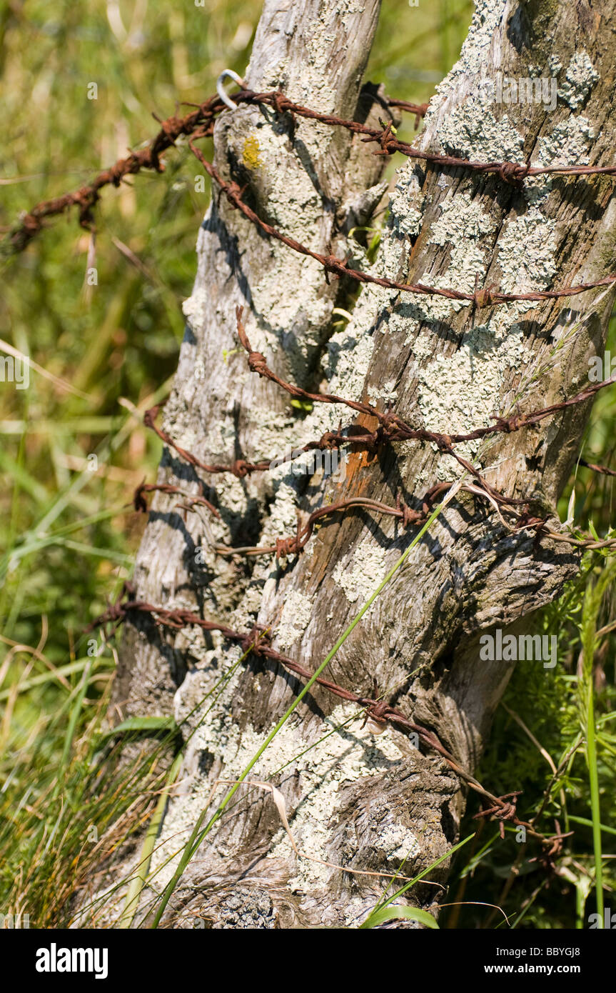 Rusty barbed wire nailed to an old tree. Stock Photo