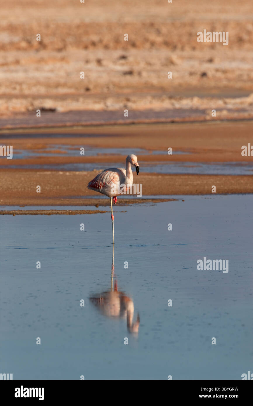 Andean Flamingo in a Salt Lake of the Atacama Desert, Chile Stock Photo