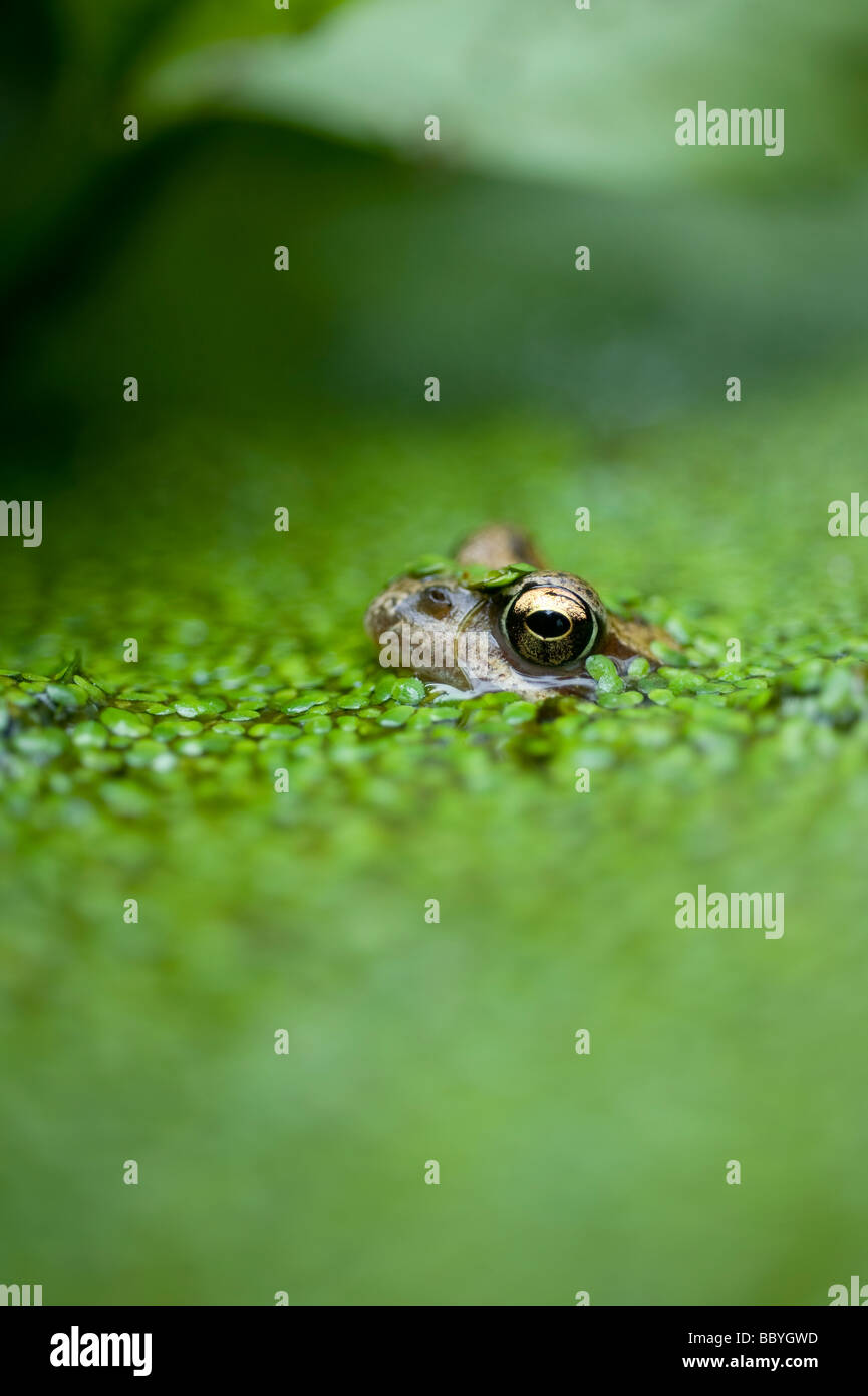 A frog emerges from duck weed in a garden pond in the UK. Picture Jim Holden. Stock Photo