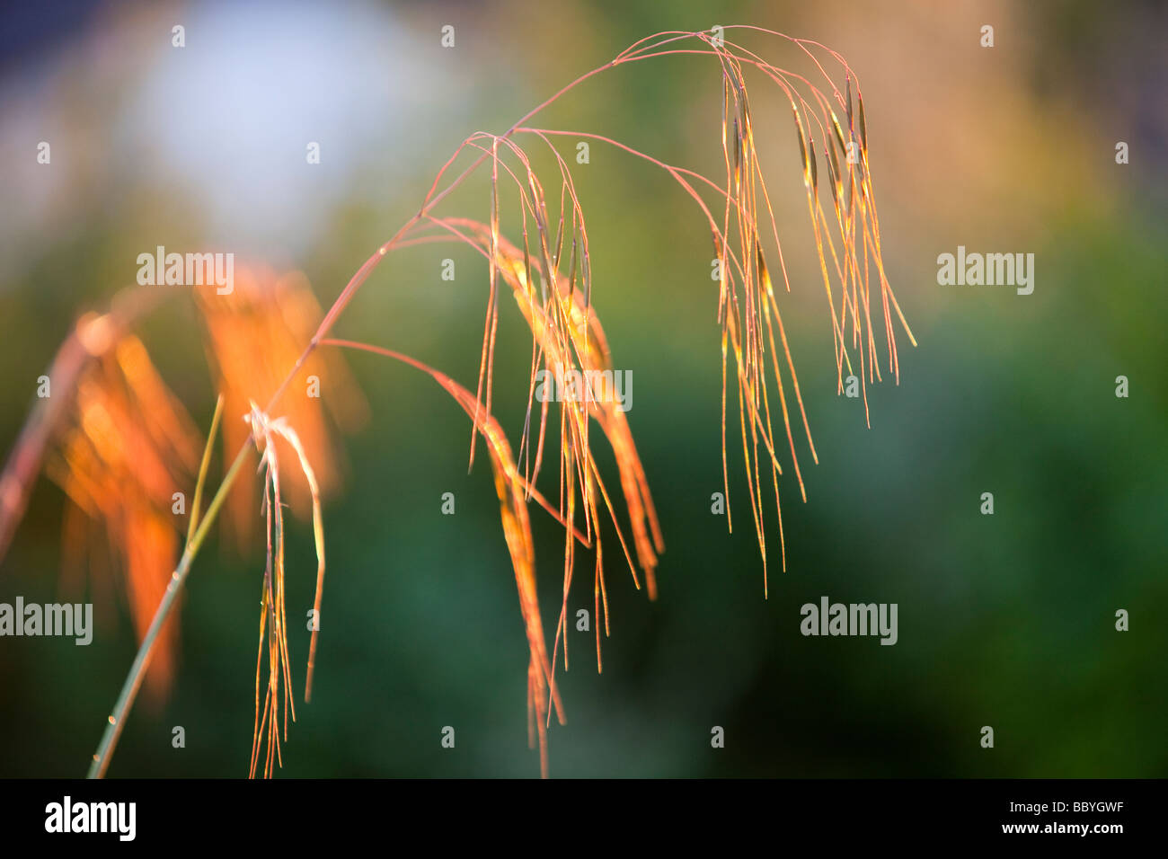 Grass seed head backlit hi-res stock photography and images - Alamy