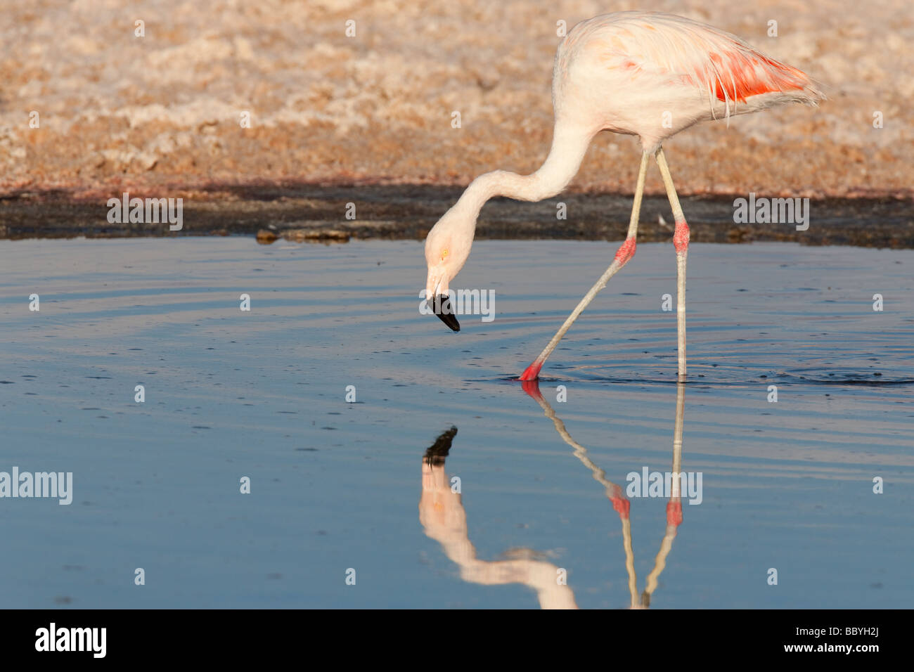 Portrait of a Chilean Flamingo in a Salt Lake of the Atacama Desert, Chile Stock Photo