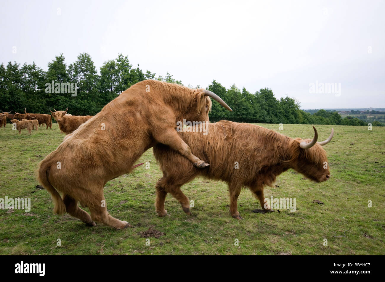 Highland Cattle in field england uk mating with cow Stock Photo
