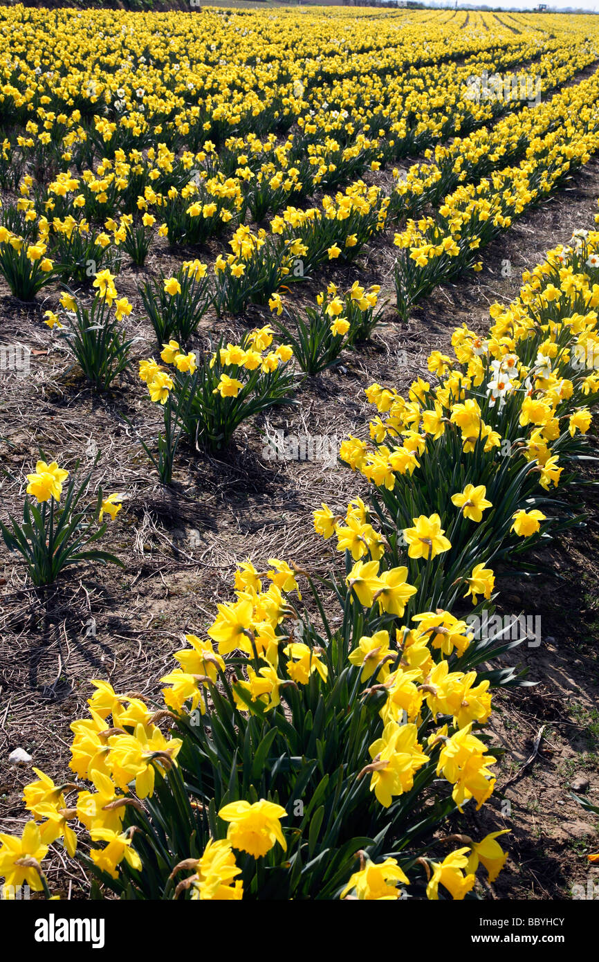 Commercial Daffodil field in Norfolk, UK Stock Photo Alamy
