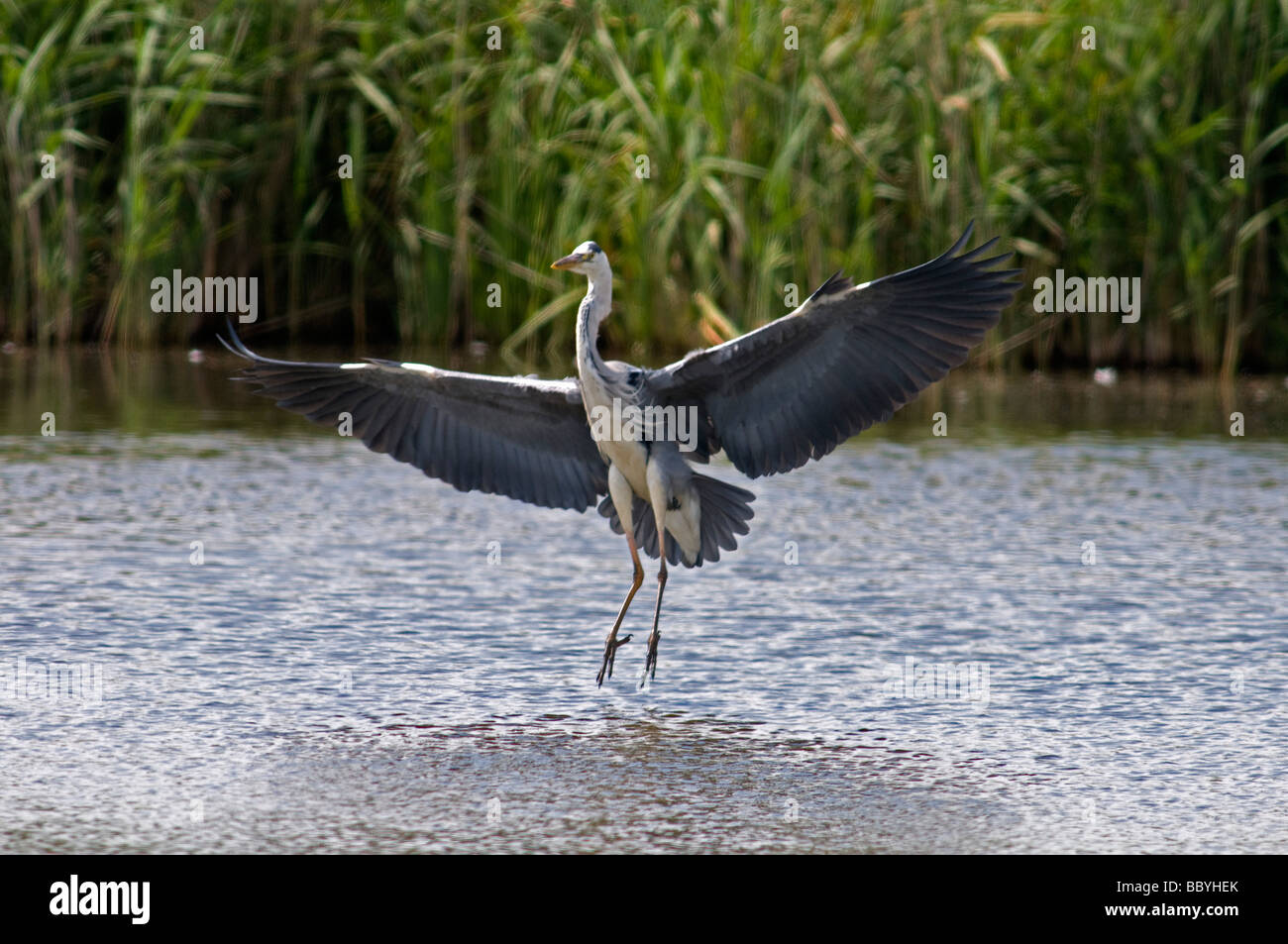 grey heron landing on water Stock Photo Alamy