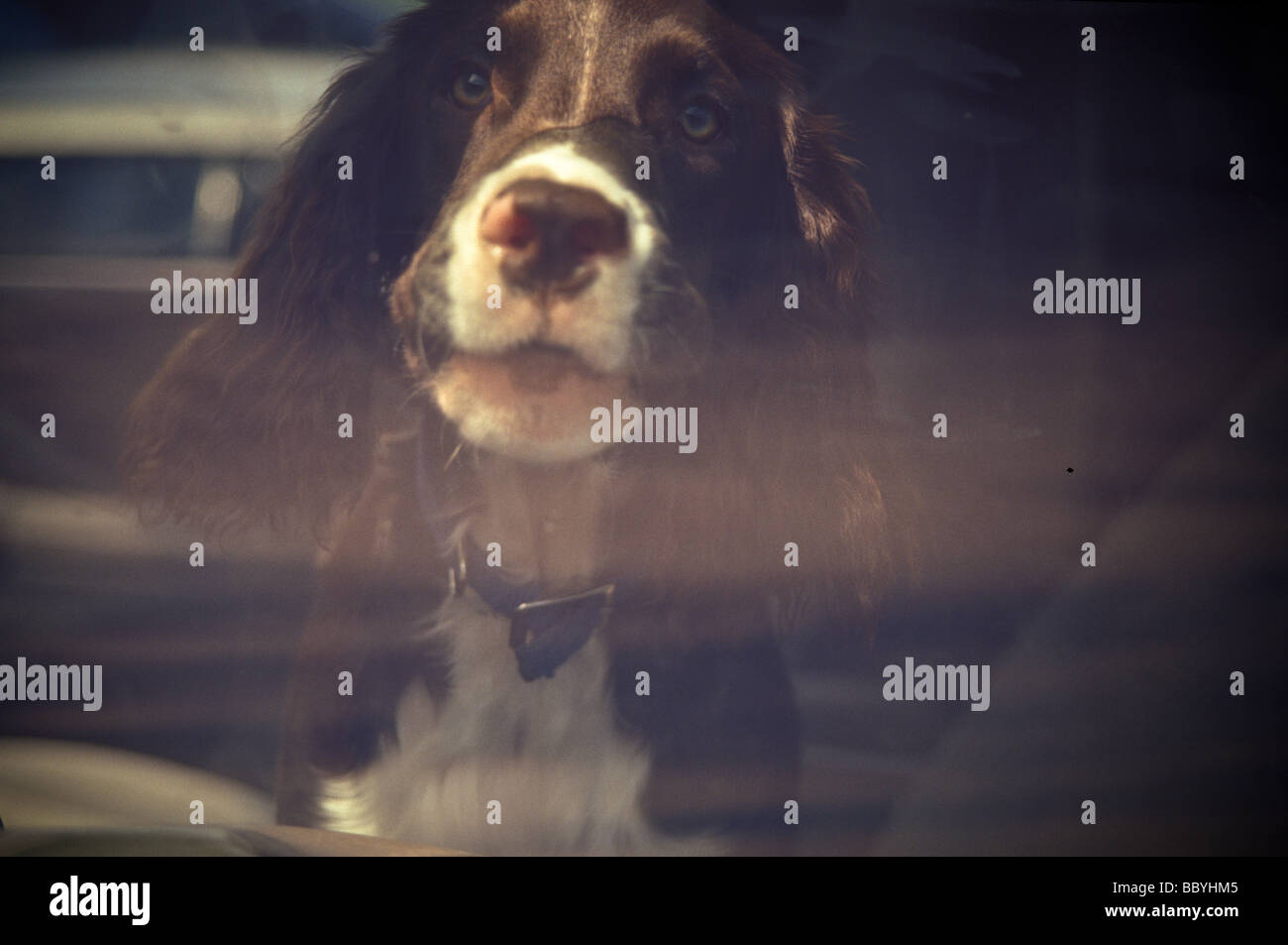 Spaniel Aggression Dog aggression spaniel hi-res stock photography and images - Alamy