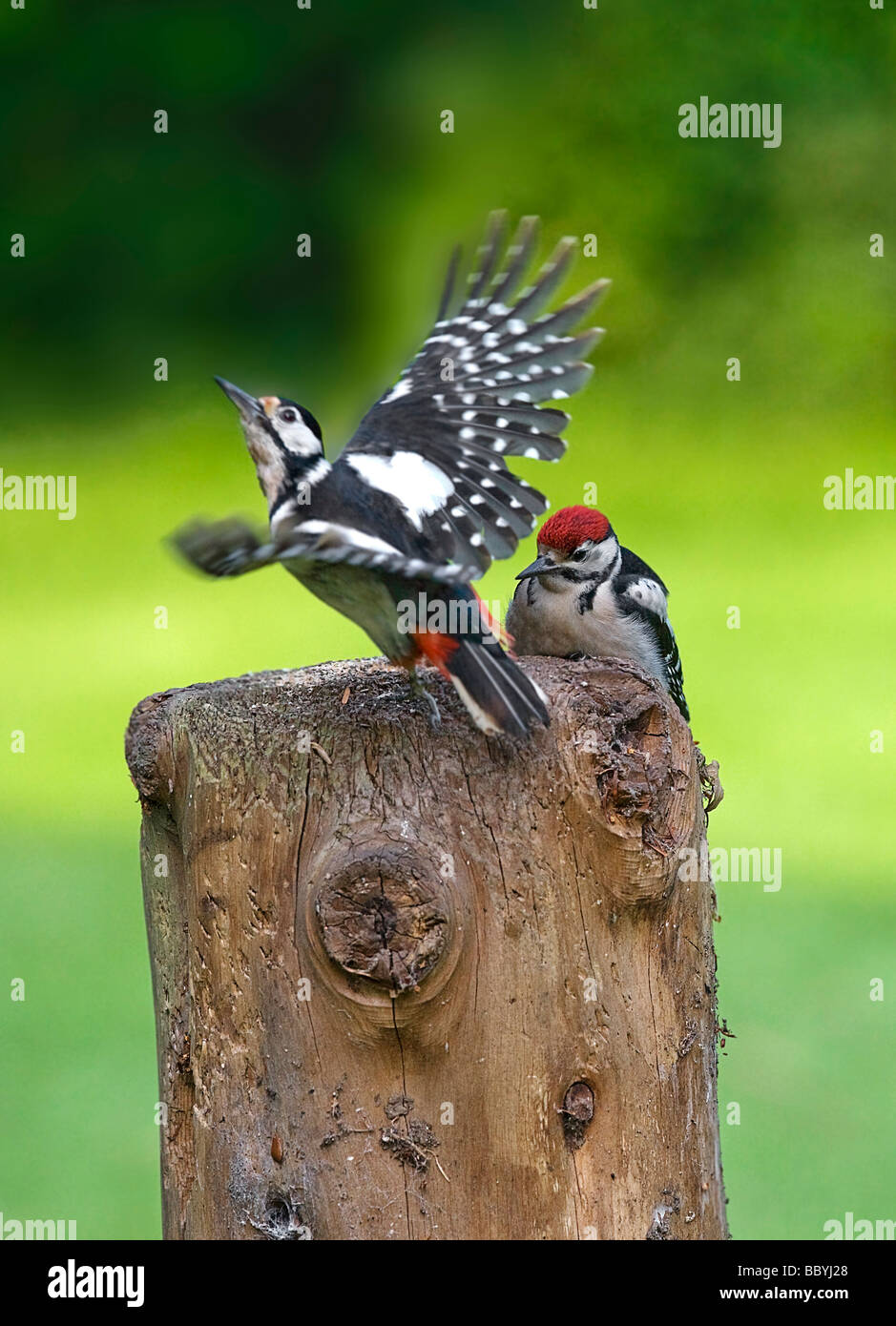 Great spotted woodpeckers [ Dendrocopos major] Stock Photo