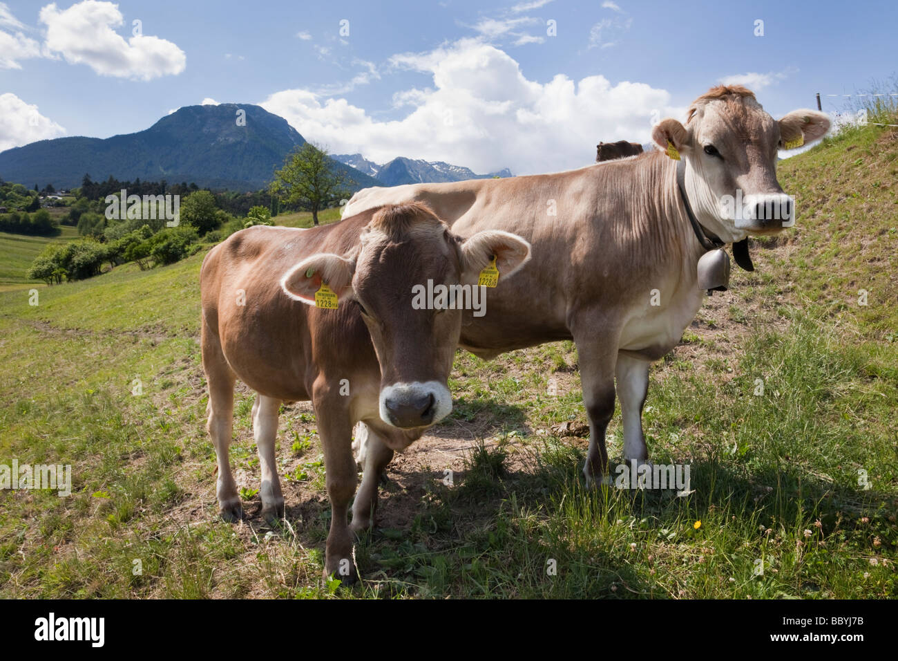 Imst Tyrol Austria Europe June Two cows wearing cowbells and ear tags in an Alpine meadow in a valley in summer Stock Photo