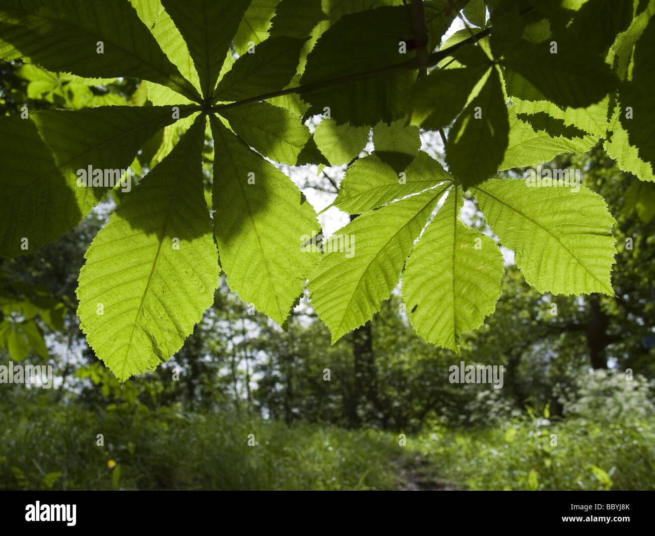 a view of a wood or a forest with trees and leaves Stock Photo - Alamy