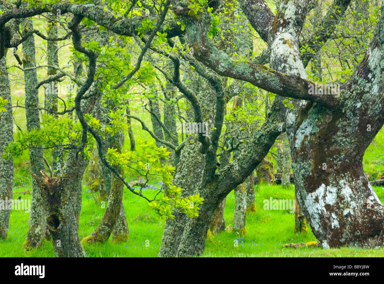 Birch trees along the River Nevis Glen Nevis Scotland Stock Photo Alamy